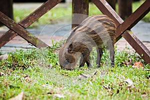 Baby wild boar digging grass