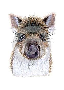Baby wild boar drawn in watercolor. Illustration of portrait on a white background