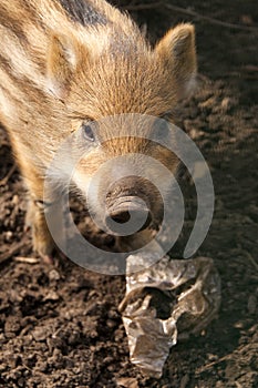 Baby wild boar looking up from plastic rubbish