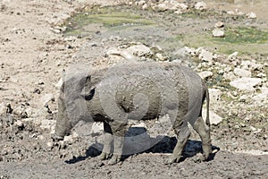 baby wild boar on the mud floor