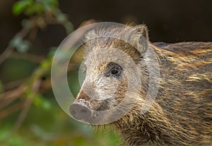 Baby wild boar in spring