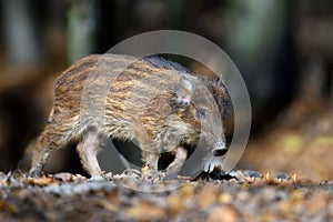 Baby wild boar, Sus scrofa, running red autumn forest in background