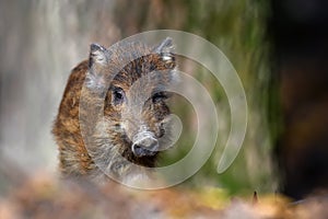 Baby wild boar, Sus scrofa, running red autumn forest in background