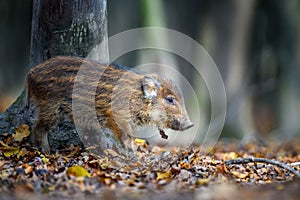 Baby wild boar, Sus scrofa, running red autumn forest in background