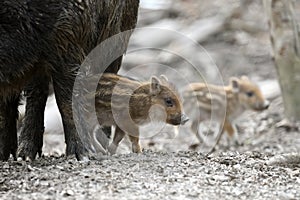 Baby wild boar, Sus scrofa, running red autumn forest in background