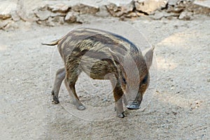 Baby Wild Boar Walking On The Ground