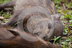 Baby wild boars sleeping on grass