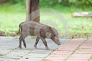 Baby wild boars sleeping on grass