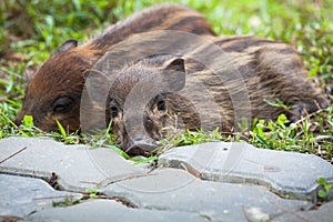 Baby wild boars sleeping on grass