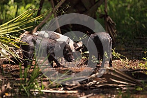 Baby wild hog also called feral hog or Sus scrofa forage for food