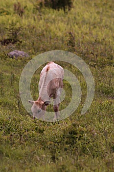 A baby wild Longhorn  at Grayson Highlands State Park with the Appalachian Mountains in the Background