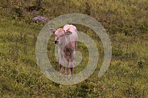 A baby wild Longhorn  at Grayson Highlands State Park with the Appalachian Mountains in the Background