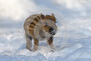 Baby wild pig in forest with snow. Wild boar, Sus scrofa, in wintery day. Wildlife scene from nature