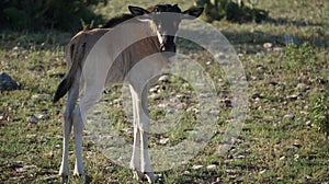 Baby Wildebeest Calf