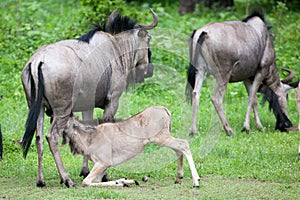 Baby wildebeest drinking milk