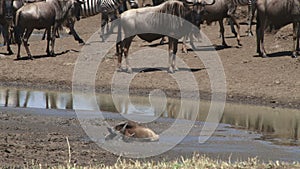 A baby wildebeest stuck in mud