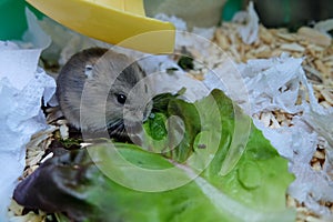 Baby Winter White Hamster