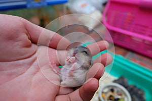 Baby winter white hamster