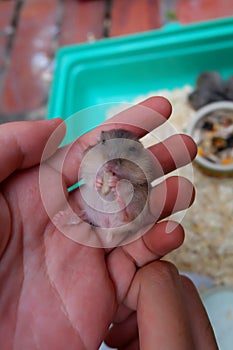 Baby winter white hamster