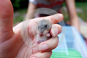 Baby winter white hamster