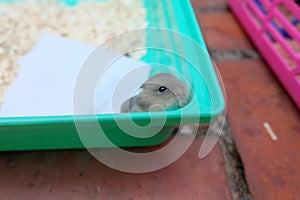 Baby winter white hamster