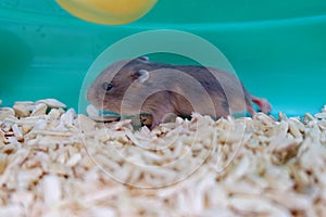 Baby winter white hamster