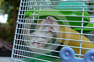 Baby Winter White Hamster