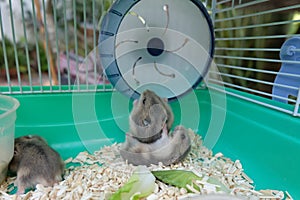 Baby Winter White Hamsters