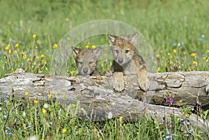 Baby wolves