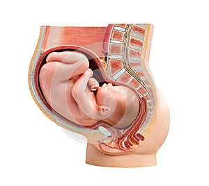 Section to a woman womb photo