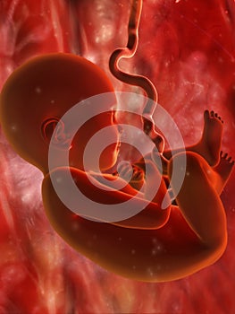 Baby in Womb photo