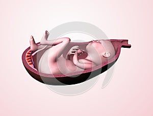 Baby in womb