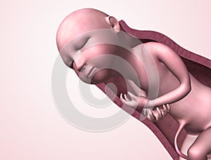 Baby in womb