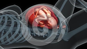 Baby in womb