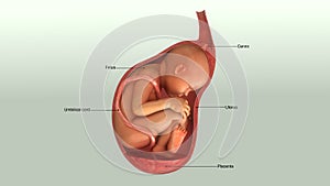 Baby in womb