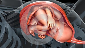 Baby in womb photo