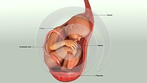 Baby in Womb photo