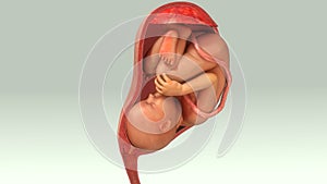 Baby in Womb photo
