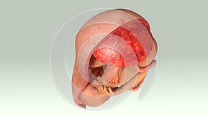 Baby in Womb Top View photo