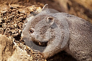 Baby Wombat