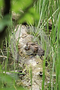 A baby wood duck preens itself on  fallen log  in a marsh.