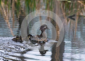 Baby wood Ducks