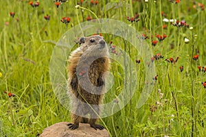 Baby Woodchuck Standing