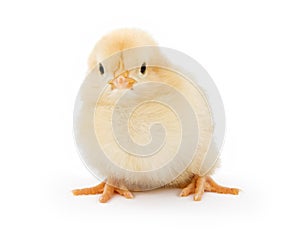 A baby yellow chicken isolated on white