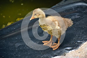 Baby yellow goose chick standing near a pond in Barranco Miraflores Lima Peru photo