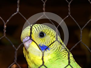 Baby yellow and green Budgie