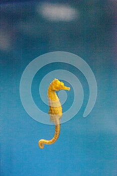 Baby Yellow Lined seahorse Hippocampus erectus