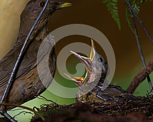 Baby yiguirro - clay colored thrush