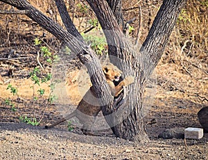 Baby Young Asiatic Lion Cub - Active Playful - Climbing Tree - Panthera Leo Leo - in Forest, Gir, India, Asia