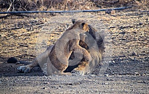 Baby Young Asiatic Lion Cub - Active Playful with Lion Father- Panthera Leo Leo - Parenting - in Forest, Gir, India, Asia